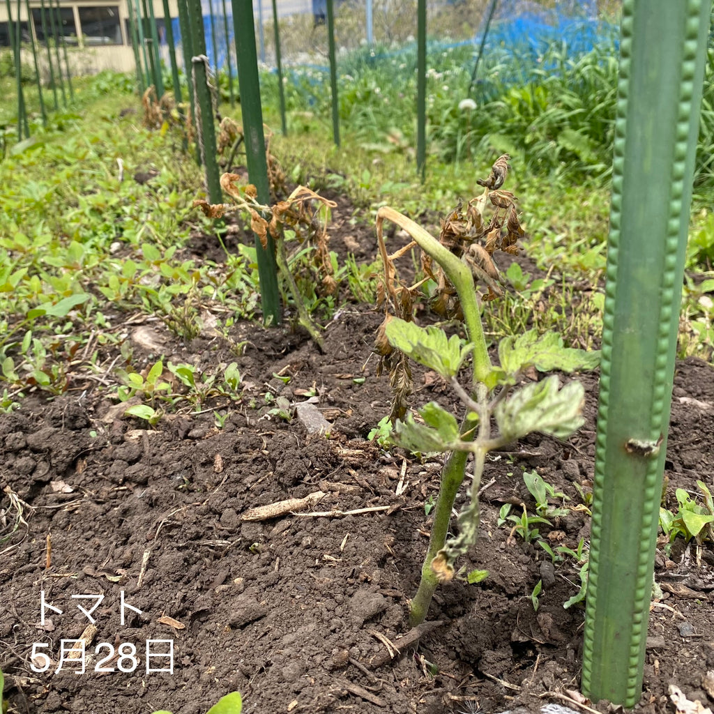 2023年5月28日 軽井沢の最低気温が３℃を下回った日、畑に植えたトマトの苗が霜にやられてしまいました…。でも、ここですぐに新しい苗を植え直したりはしません。そっと見守って復活を待つのが社長流。
