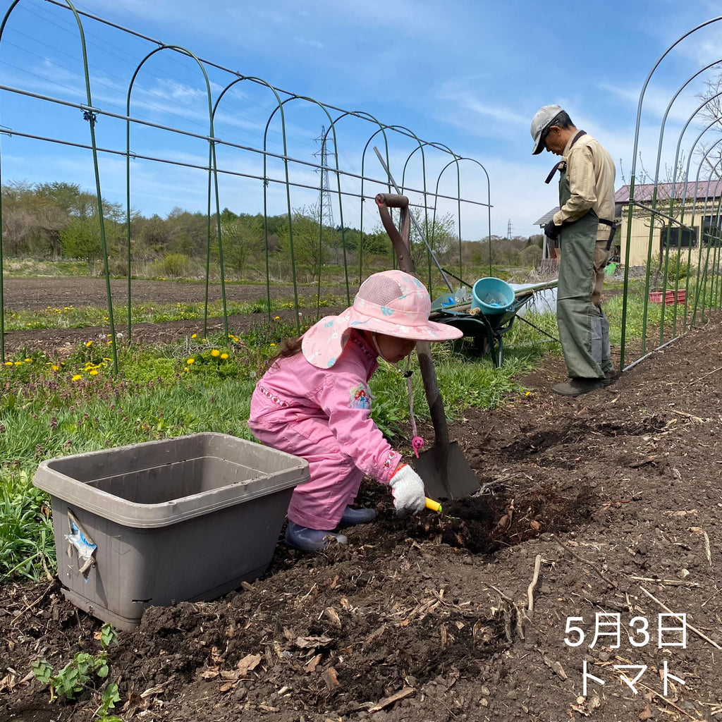 2023年5月3日 トマトの苗を畑に植える準備、雨除けの骨組みを設置しました。