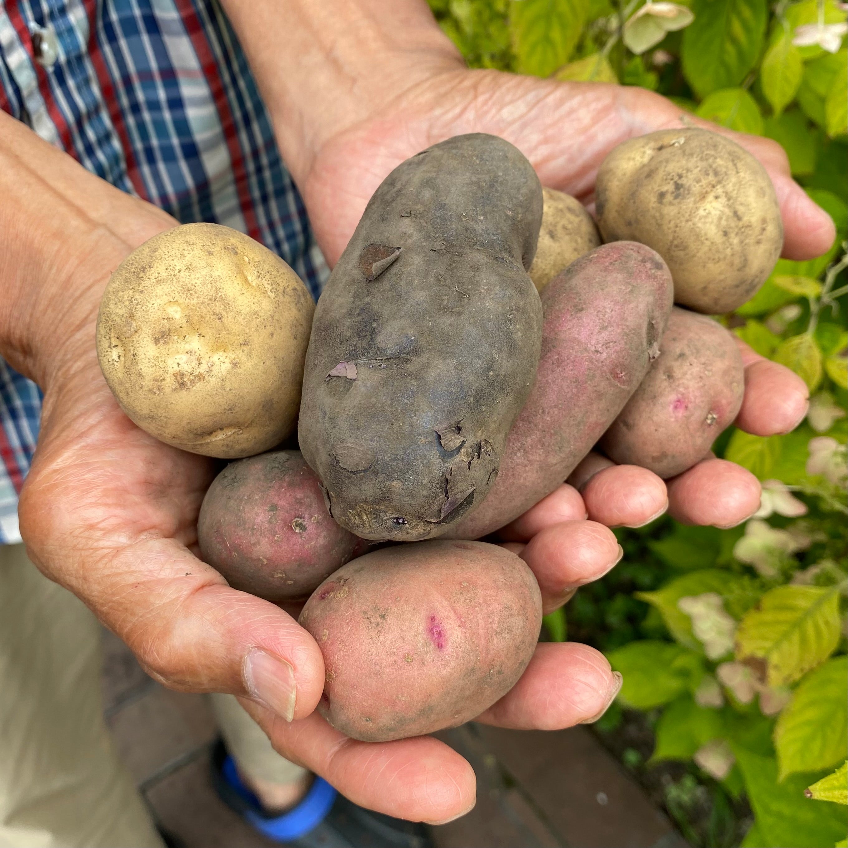 MAGALI スーピマコットン&フレンチリネン　プルオーバーワンピース 在庫有 お問合せ下さい】【MAGALI】 スーピマコットンリネン・タック