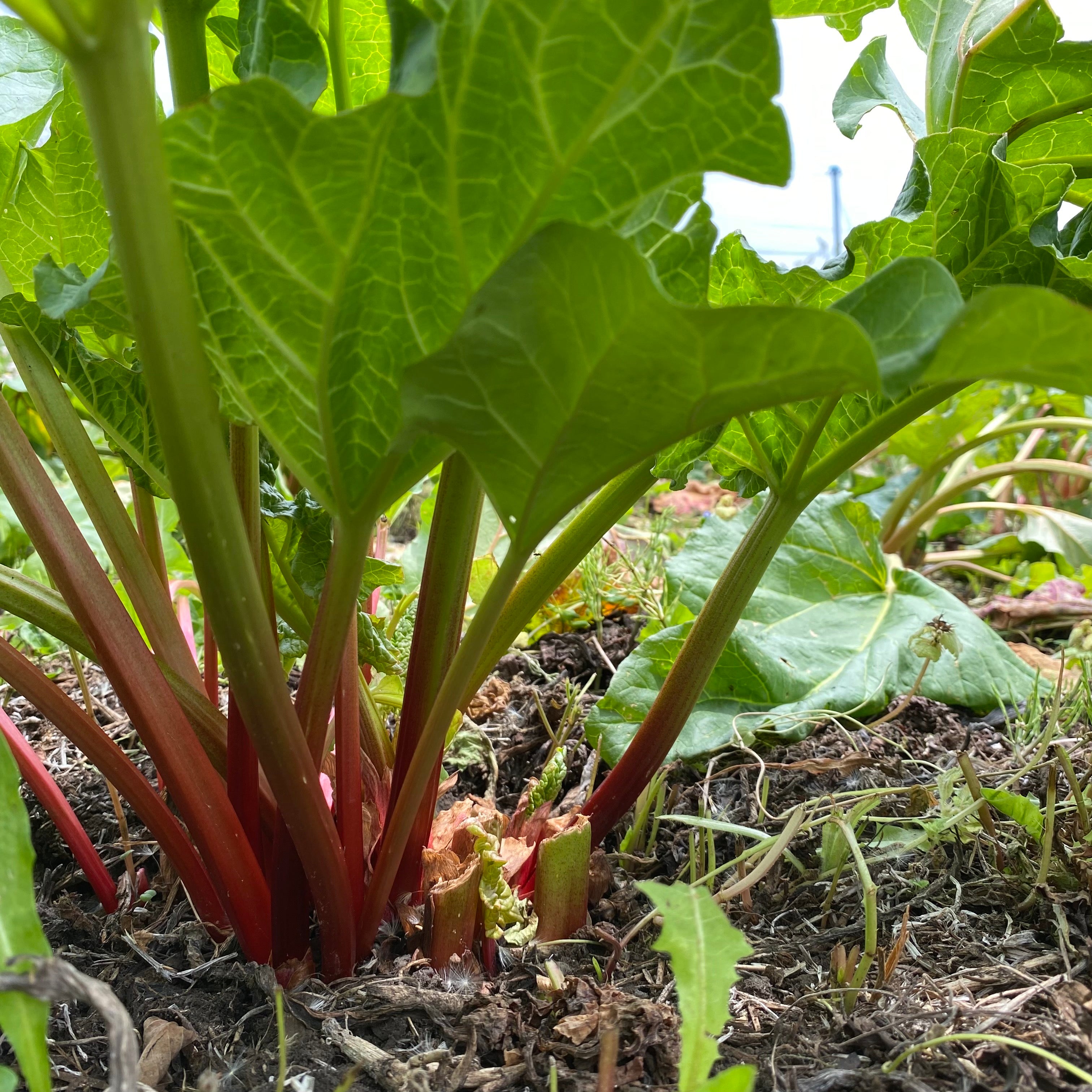 在庫有 お問合せ下さい】【MAGALI】 スーピマコットンリネン・タック