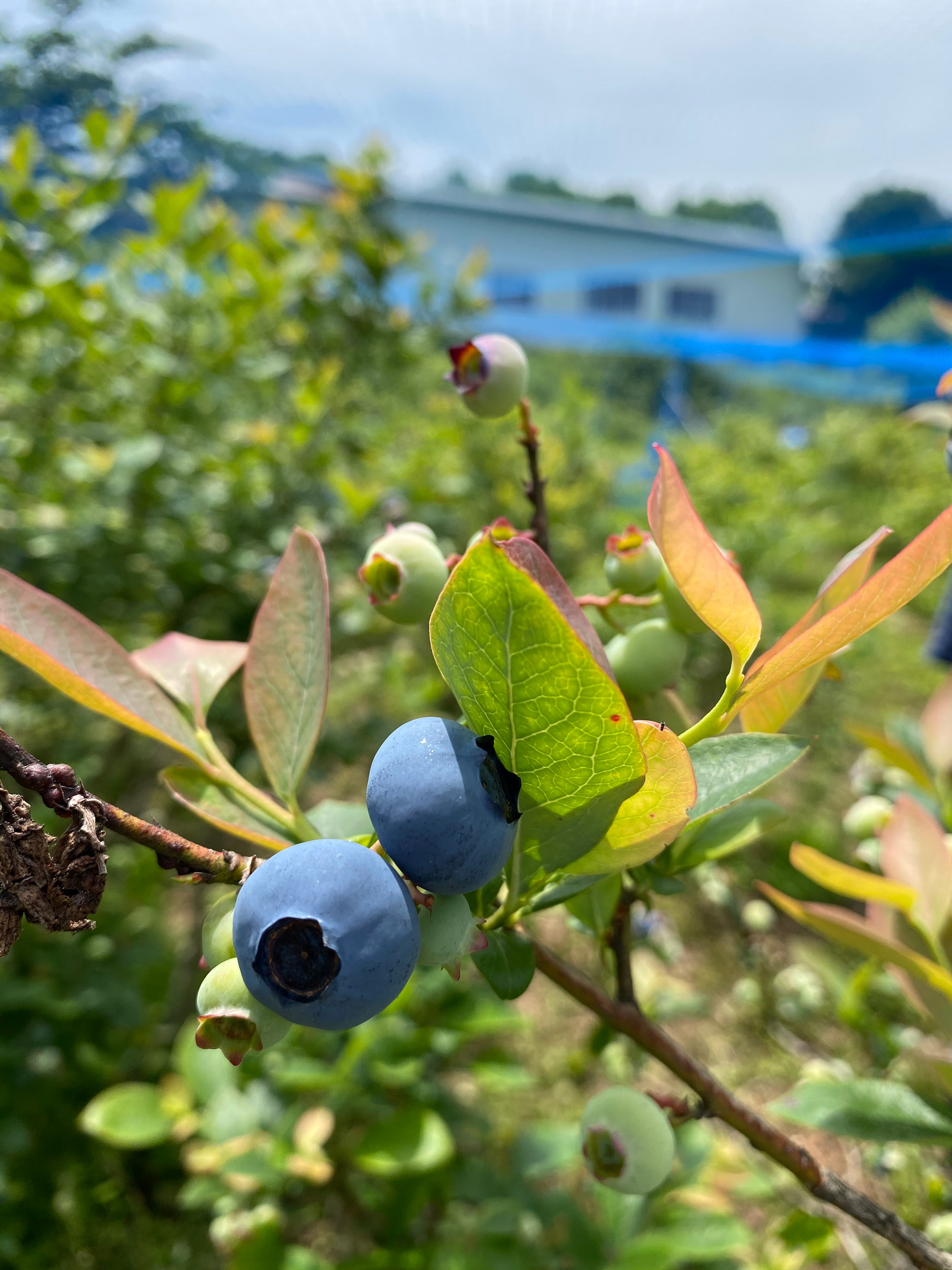 軽井沢産 無農薬ブルーベリージャム | 大坂屋家具店